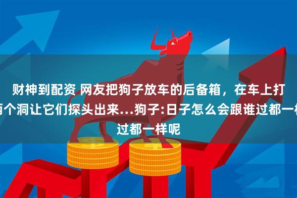 财神到配资 网友把狗子放车的后备箱，在车上打了两个洞让它们探头出来…狗子:日子怎么会跟谁过都一样呢