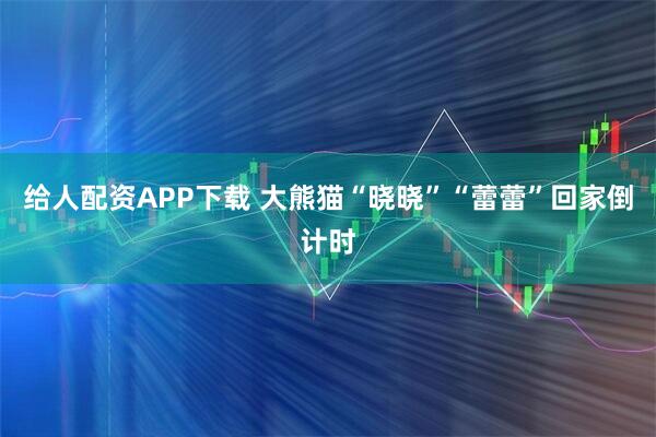 给人配资APP下载 大熊猫“晓晓”“蕾蕾”回家倒计时